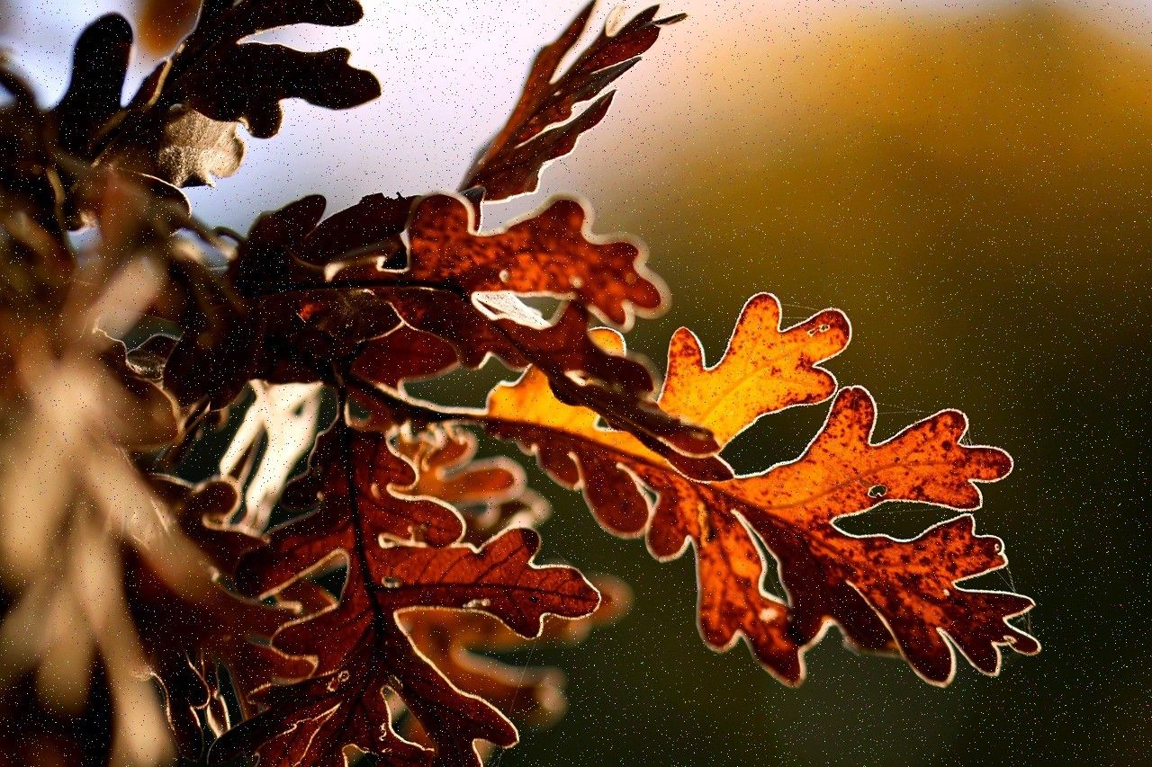 Backlit oak leaves in autumn colour, rimmed with light against a blurred background.