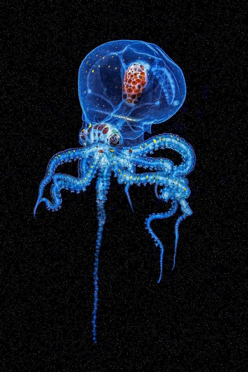 A translucent blue octopus with speckled arms, suspended against black water.