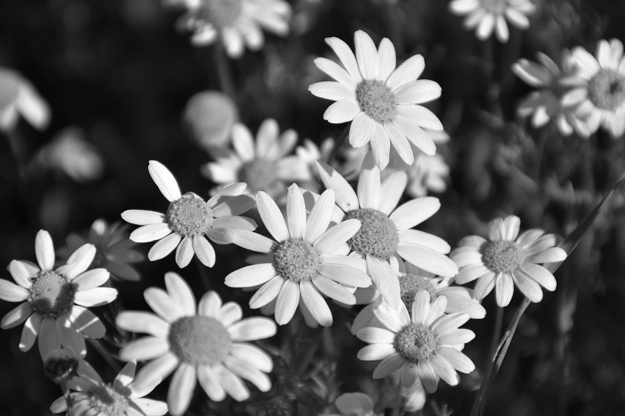 A cluster of daisies in black and white, several in focus against a dark field.