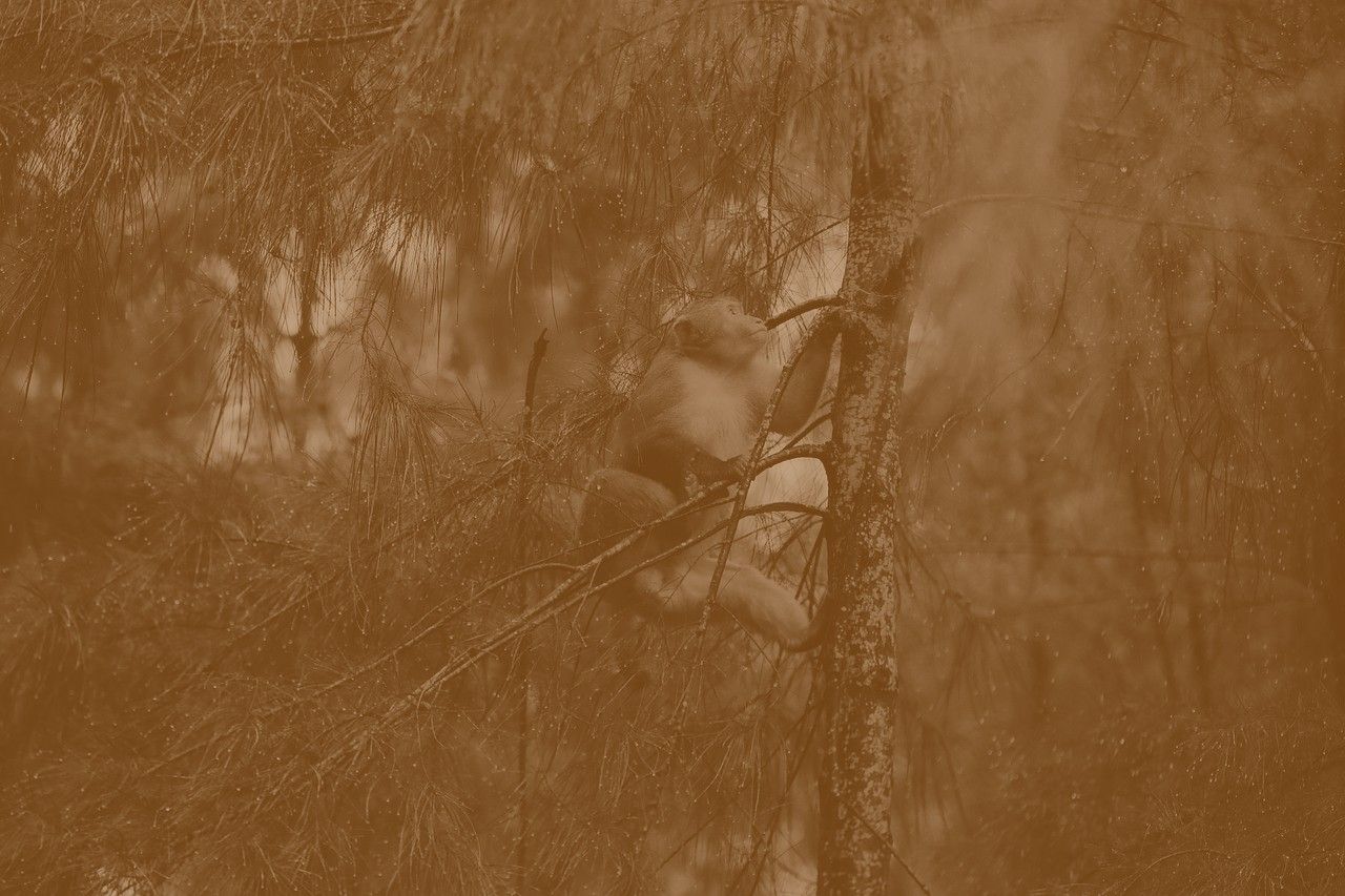 Sepia-toned frame of a monkey sitting on a branch among pine needles.