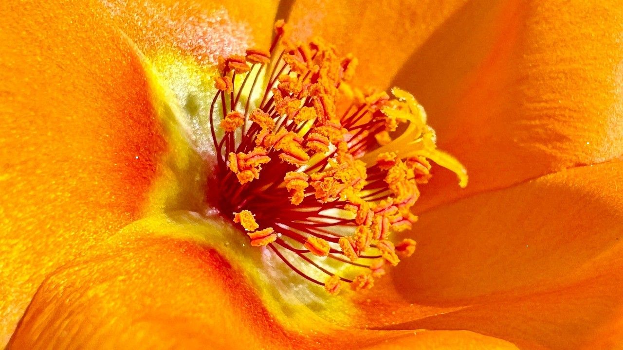 Macro of an orange flower's centre, showing its stamens and deep red filaments.
