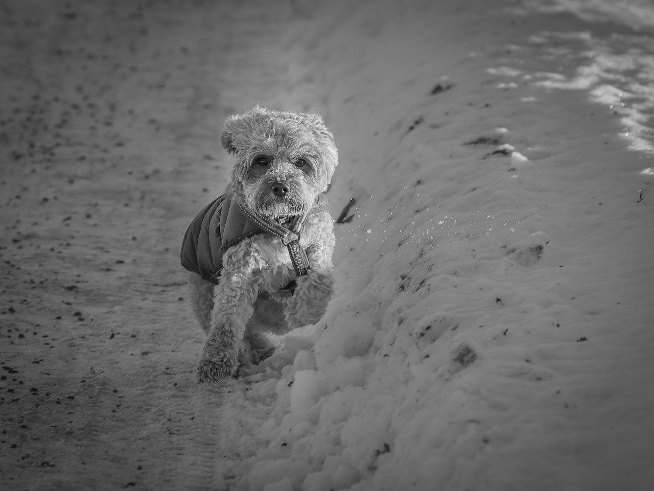 Black and white frame of a small curly-haired dog in a coat, running through snow.