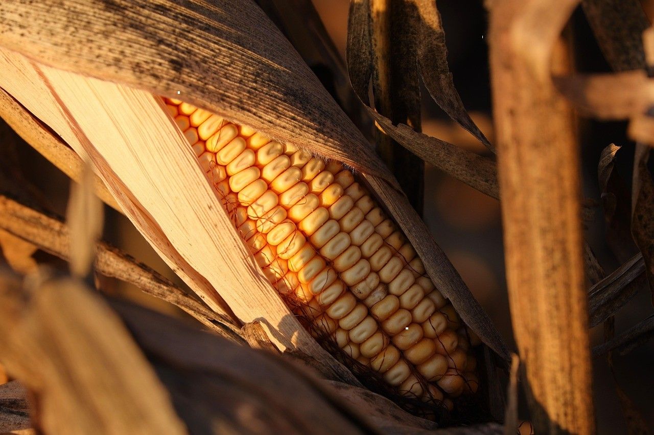 An ear of corn opened in its dry husk, lit warmly at low sun.