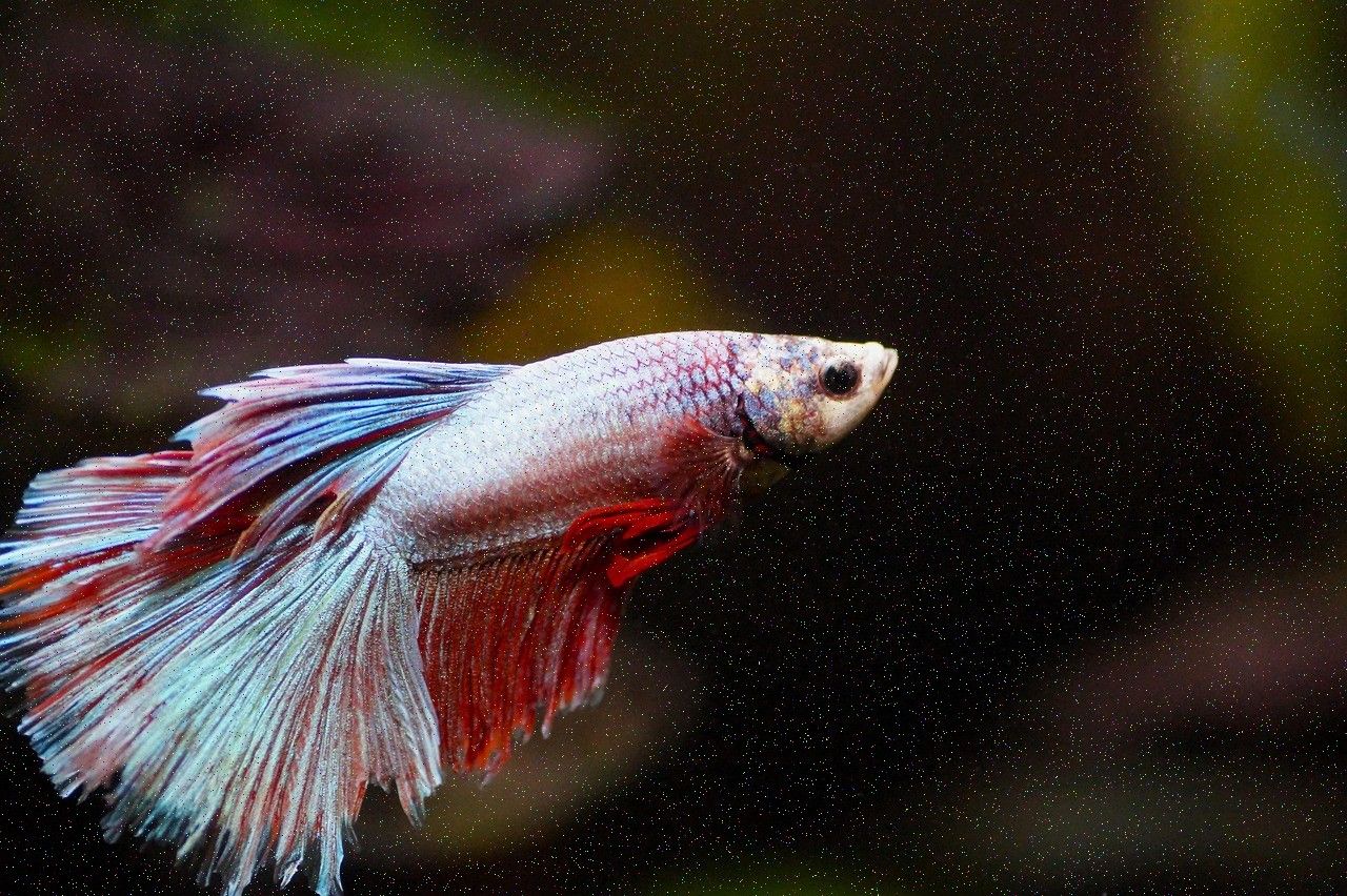 A betta fish with trailing red and white fins, swimming against a dark background.