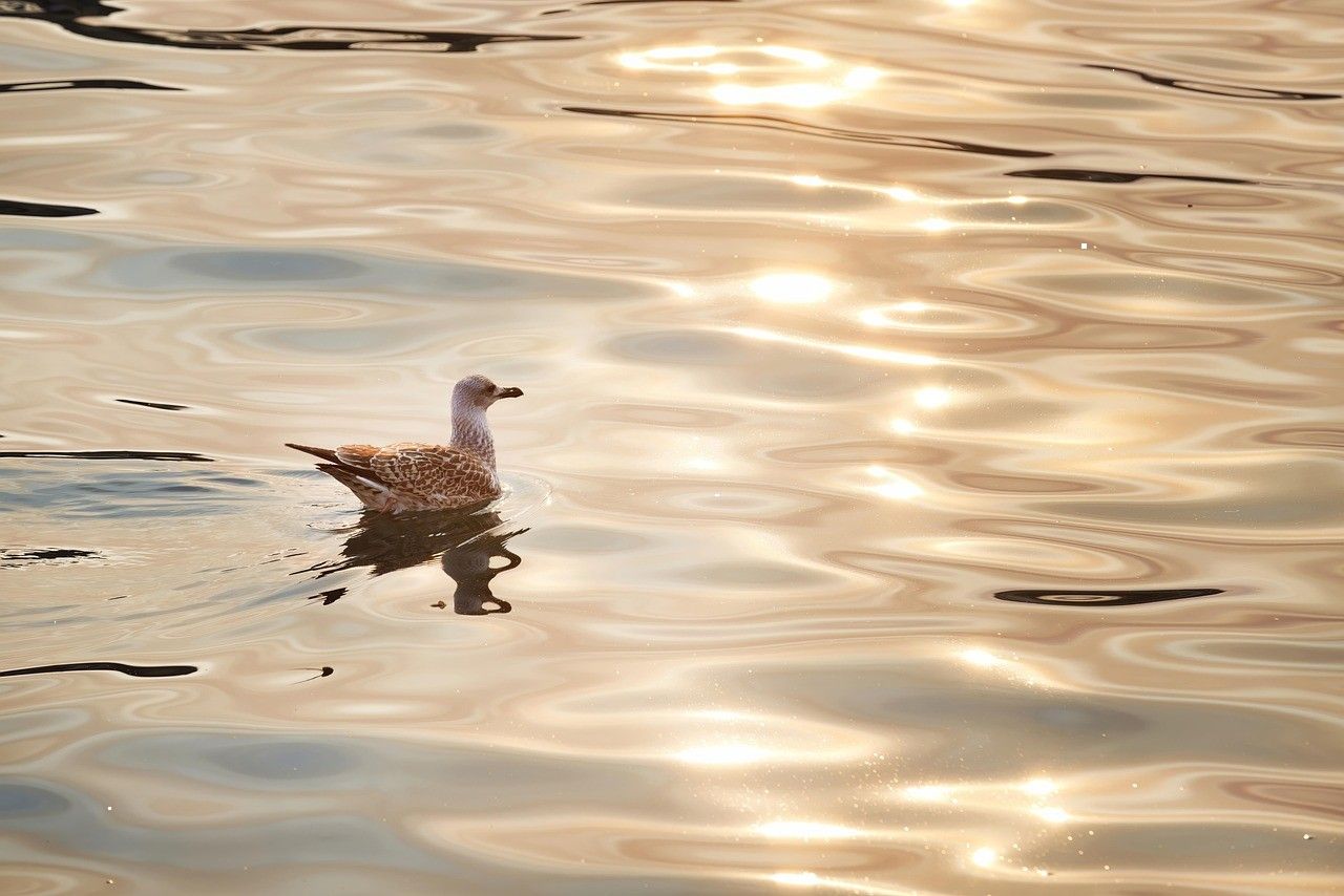 A gull floating on rippled water, the surface catching warm low light.