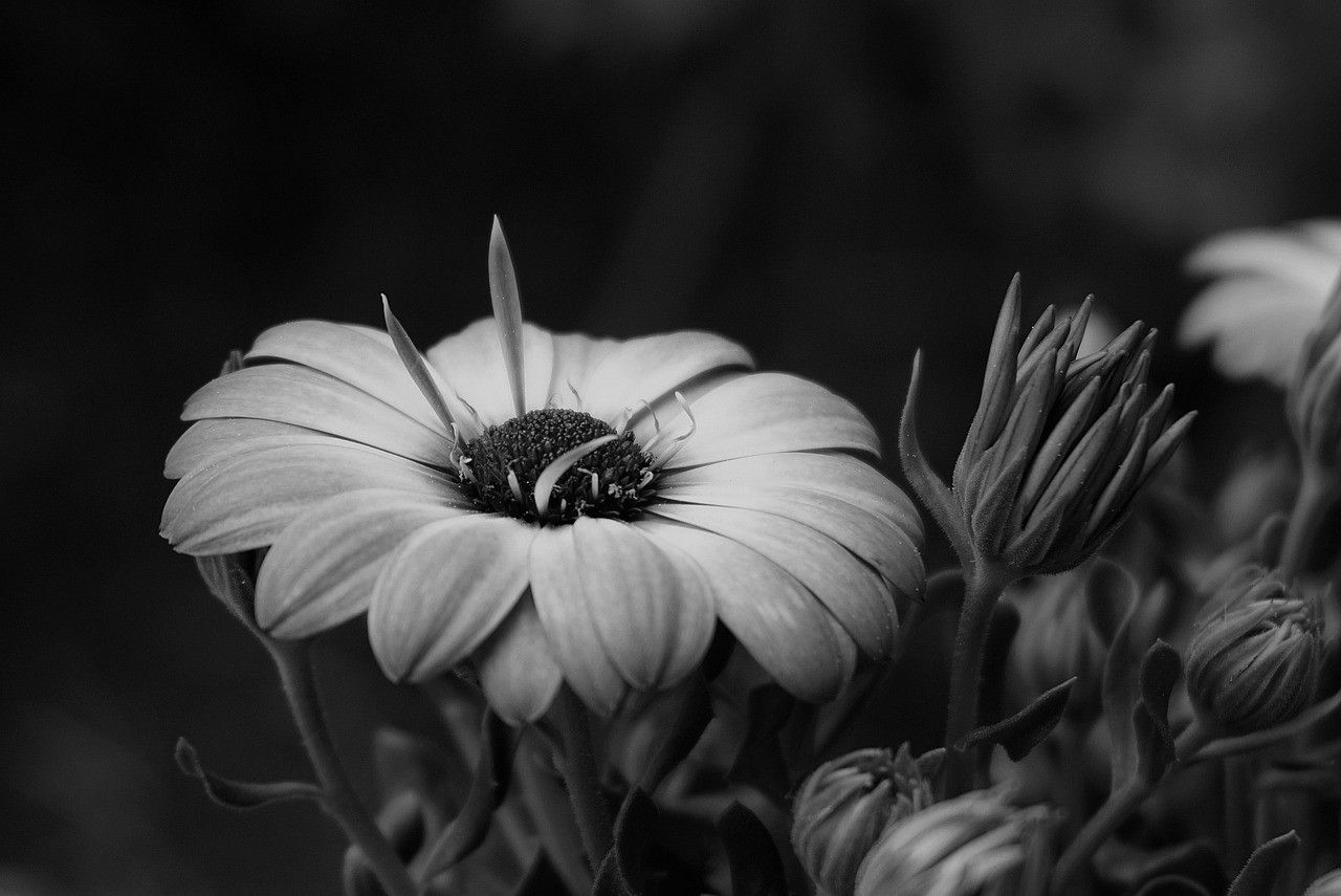 Black and white close-up of an open daisy with buds rising beside it.